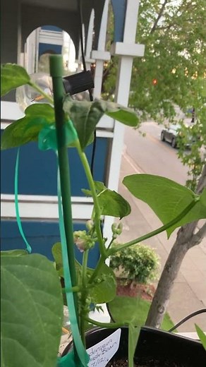 Blue Lake Bush Beans - great for small space gardening - succession planting fast and easy