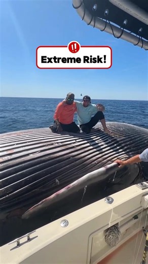 Men Filmed Sitting on Top of a Floating Whale Carcass #shorts