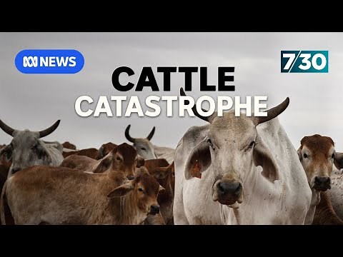 Cattle industry devastated after closure of abattoir amid animal welfare concerns | 7.30