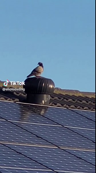 Broken Humor: Relatable Laughs for Everyone