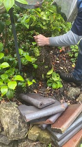 232K views · 3.1K reactions | This swarm had survived a few days in the rain on a low branch, they were cold and wet and their survival chances were dropping. They quickly adopted their warm new box which was moved near the River Mersey. #swarm #bees #beekeeping | Manchester Honey Company | Facebook