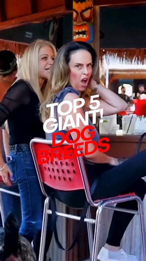 1M views · 18K reactions | Explore the grandeur of the canine world in our 'TOP 5 GIANT DOG BREEDS' reel. Featuring the Great Dane, Irish Wolfhound, English Mastiff, Saint Bernard, and Newfoundland, this video showcases these large breeds' remarkable size and gentle nature. Perfect for dog enthusiasts and those curious about these majestic giants. Please watch now to find out each breed's unique characteristics and charm. | The Bully View | Facebook