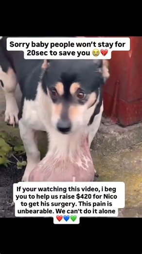 please donate link on bio ☝️ #dog