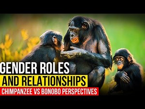 Exploring Gender Roles: Chimpanzee vs. Bonobo Societies