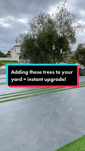 Enhance Your Front Yard with Olive Trees