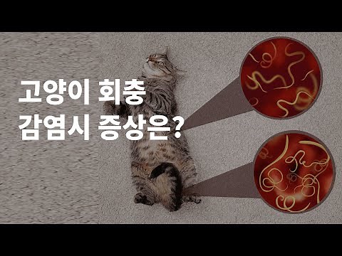 고양이회충 감염시 증상과 예방법은?