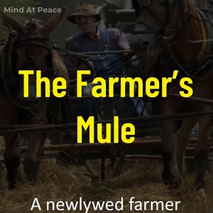 815K views · 10K reactions | The Farmer's Mule | Mind At Peace | Facebook