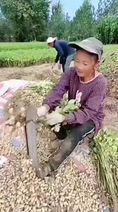 Técnica para depalotar el maní de la tía ling | Luis Suero