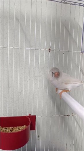 👉 My New White Zebra Finches – First Day in Their New Home! 🐦#zebrafinch #finches #birdlover #aviary