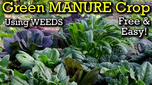 How to grow a green manure crop from weeds to enrich your organic garden bed