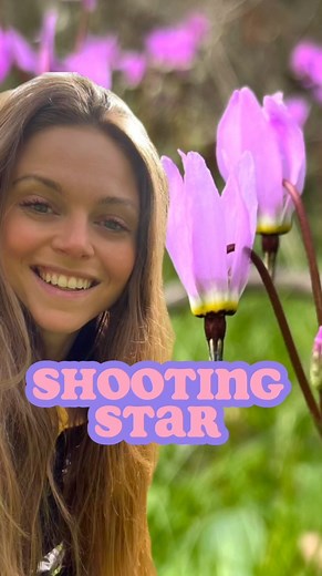 They are BUZZ 🐝 pollinated!! Yep, that means bees (and bumblebees) will visit shooting star flowers 🌸 , hold on, and vibrate (aka buzz) to release the pollen!! Shooting stars are such a beautiful bright pop of colour in the early spring after the winter season! These wildflowers are found throughout North America, and there are a handful of different species. Their flowers point downwards, so they look like they are falling or shooting downwards - hence their name! #naturalist #naturenerd #nat