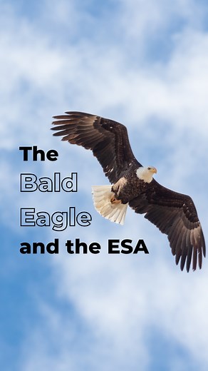 The bald eagle: one of the greatest Endangered Species Act success stories and the only eagle unique to North America. 🦅 The recovery of the bald eagle shows that when we work together and utilize laws like the Endangered Species Act, we can make miracles happen. | Defenders of Wildlife