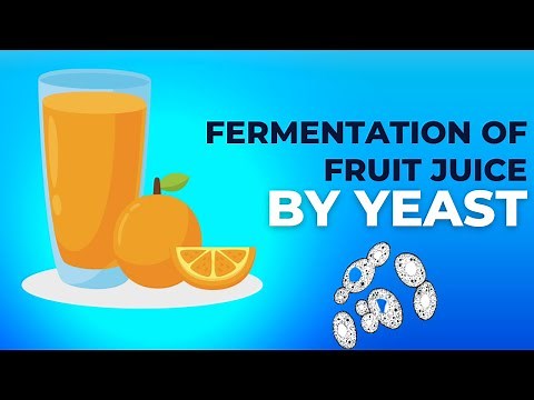 Fermentation of fruit juice by yeast || Activity