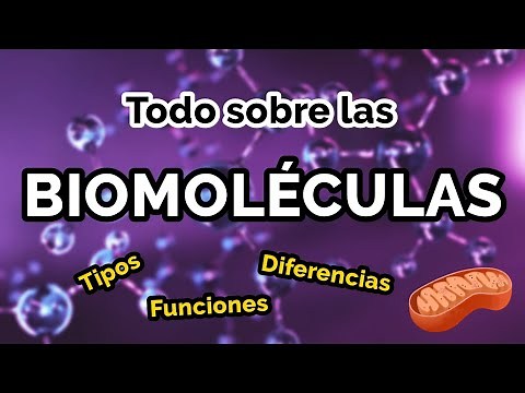 ALL about BIOMOLECULES 🧬📚 Types, functions, examples