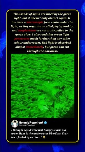 Why Green Light Is the Ultimate Squid Magnet – Underwater Physics 🦑 #Nature #Science #Fishing