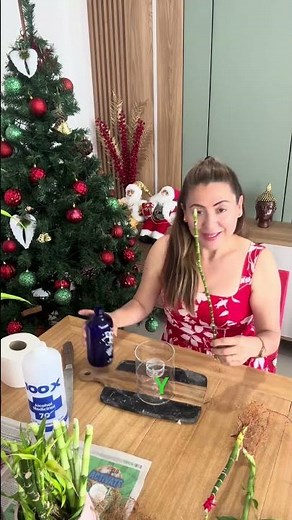 Reproducción de bambú #bamboo #bambu