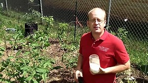 11K views · 132 reactions | Are your tomatoes looking a little under the weather? Give them a mid-season boost. | Hobby Farms | Facebook