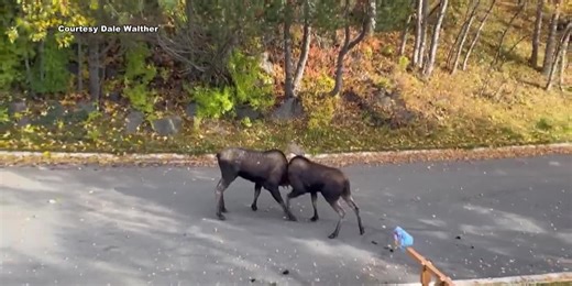 Bull moose fight captured on camera in Anchorage