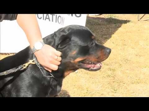 Rottweilers: What it takes to be a good Rottweiler - see these guard dogs in action on Dog TV