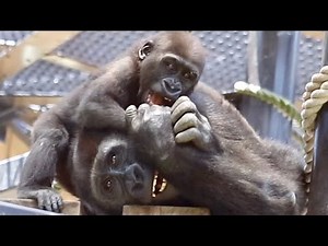 大声で父ちゃんに猛抗議するキンタロウ‼︎⭐️ゴリラ Gorilla【京都市動物園】Kintaro protested against his father out loud.