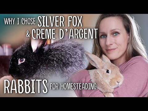 Why I chose SILVER FOX and CREME d'ARGENT Rabbits for Homesteading