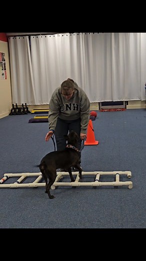 Front cross with Mr. Amari: The ladder front cross is part of the canine conditioning fit program, working the shoulders by moving and lifting to the side, always equally working both right and left sides. | Wiggle branch DOG training | Facebook