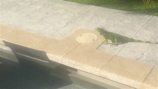 Catching Flies on Reels | Facebook