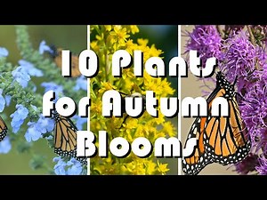 10 Fall Blooming Native Plants of the Midwest That Explode With Color
