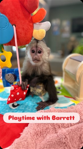 Funky Monkey Ranch on Instagram: "Barrett’s growing so fast! Watch him hop, hop, hop! #funkymonkeyranch #exoticanimals #capuchin #monkey #babymonkey #zoolife #dfw"