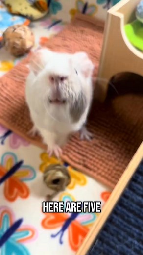 36K views · 888 reactions | 5 Guinea Pig Fun Facts to make your day better ❤️ #guineapig #guineapigs #guineapigsoftiktok #guineapigfacts #animalfacts #pigtok #petcare #cavy #guineapigcare #propercare | Ychuan.pet | Facebook