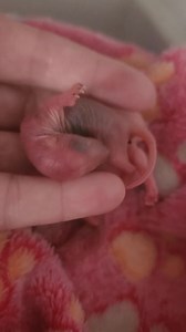1.9M views · 26K reactions | Not exactly sure what these are, but we are trying our best to save them. Some are very bruised from a tree fall. The finders thought squirrels, but these guys weigh approx 11 grams and newborn squirrels weigh 18-20 grams at birth. Any ideas? | Lisa's Little Rescue | Facebook