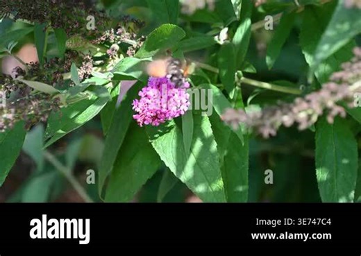 Hummingbird hawk moth hovering and feeding on buddleia in garden Stock Video Footage - Alamy