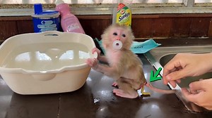 612K views · 10K reactions | Titas Sit Sad Face For His Mist-ake When Mom Workhardd For Him #monkey | Tv Show | Facebook