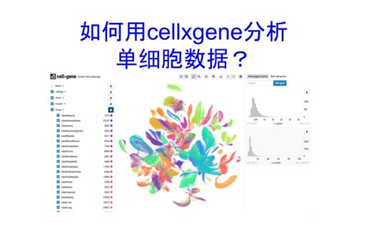 如何用cellxgene分析单细胞转录组数据