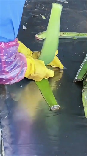 Liquid Gold — Fresh Aloe Gel Extraction.