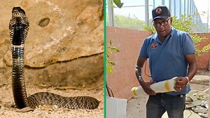"Very brave": Snake catcher captures rinkhals, gives Mzansi the heebie-jeebies