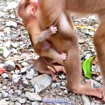Million Tear Drop Down Baby Monkey Extremely Cry Got Hardly Catch Hair Threw Down On The Ground By Nasty Mom | Monkey Daily TV