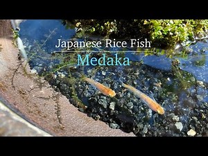 Japanese Rice Fish - Medaka. Beautiful improved medaka.