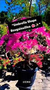 Beautiful Bougainvillea Bonsai – Heavy Flowers & Perfect Shape! 🌺 #shorts #ourplants #bonsai