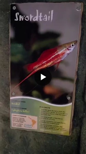 The green swordtail (Xiphophorus hellerii) is a popular, livebearing freshwater fish known for the male's sword-like tail extension! Tropical World Leeds | Abigail Hardwick