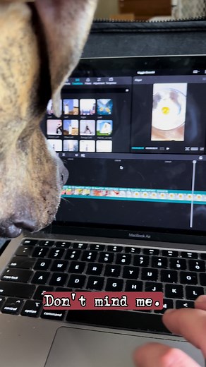Dog almost let her intrusive thoughts win… 😬🤣 #dogsoffacebook #dogsoftiktok #dogsofinstagram #content #creating #capcut #TikTok #fyp #dog #pitbull #reels