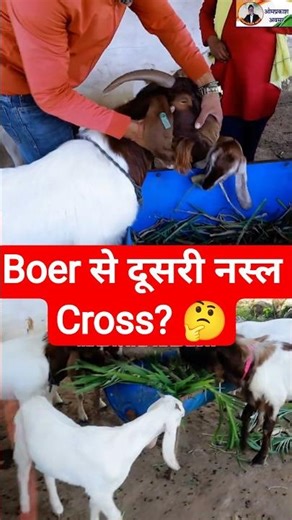 👆Full video उपर । दूसरी नस्ल के साथ African Boer Cross? 🐐 | Short Guide