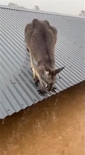 kangaroo slipping on roof.He grabs the kangaroo's tail body as it falls. #rescueefforts