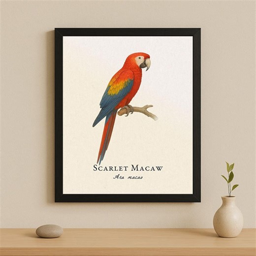 Scarlet Macaw Framed Print – Bird Art of Ara Macao - Etsy