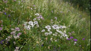 Flowers of Astrantia major swinging in the wind in French Alps