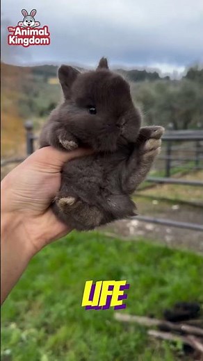Smallest Rabbit Breed Ever