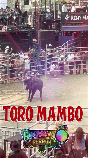 Tamborazo Perrón - El Toro Mambo 🐂🎺 ¡La que no falla en la fiesta! #shorts