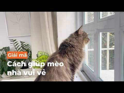 Mèo bị stress? Có thể bạn không quan tâm mèo như bạn nghĩ...