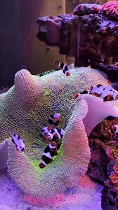 83K views · 2.1K reactions | These clowns are living in the mansion of anemones! 朗 @bayarea_reef is making sure they are living the dream #fyp #brstv #bulkreefsupply #reef #reeftank #allmymoneygoestocoral #clownfish #clownfishharem #carpetanemone | Bulkreefsupply.com - Saltwater Aquarium Supplies | Facebook