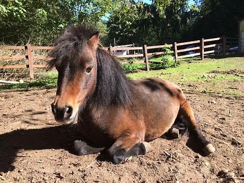 MEET MY HORSES!!🐴🐴CLYDESDALE|| MINIATURE HORSES🐴🐴